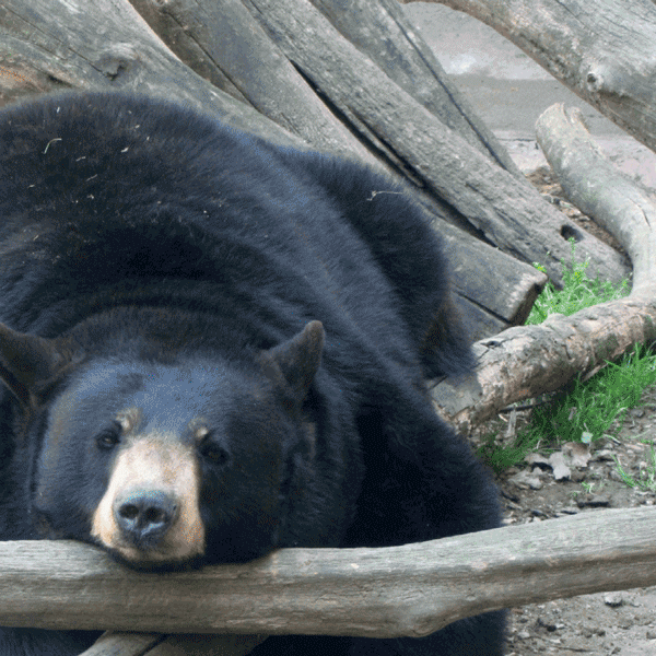 Bear in mind - IDIOM by Jayme Yen